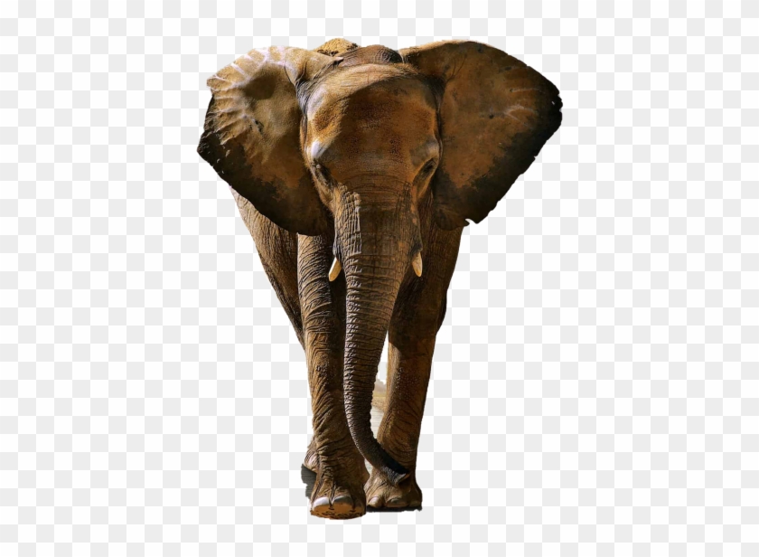Elephant - Fondos De Pantalla Animales Hd, HD Png Download -  866x650(#568409) - PngFind