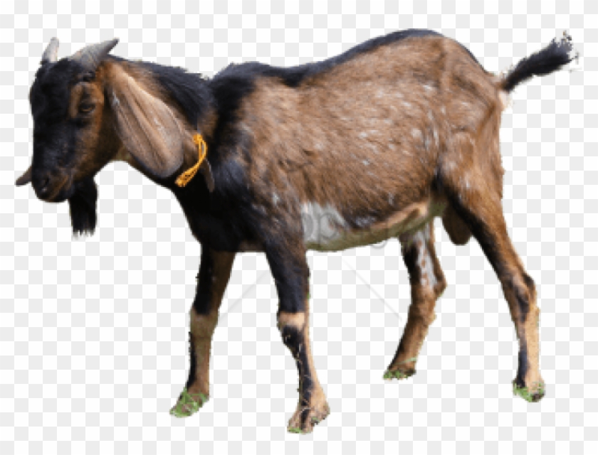 Free Png Kambing  Kurban  Png Image With Transparent Png 