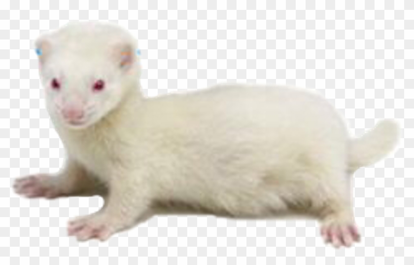 Furet Blanc Yeux Rouge Png Download Furet Blanc Yeux Rouge Transparent Png 1024x606 Pngfind