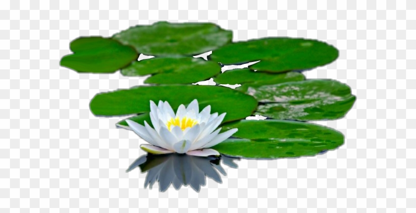 Lilypad Water Lilies And Their Adaptations Hd Png Download 721x585 Pngfind
