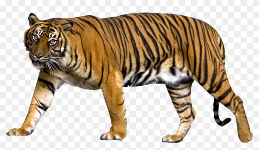 Tiger Png Image - Sumatran Tiger No Background, Transparent Png -  900x479(#577356) - PngFind