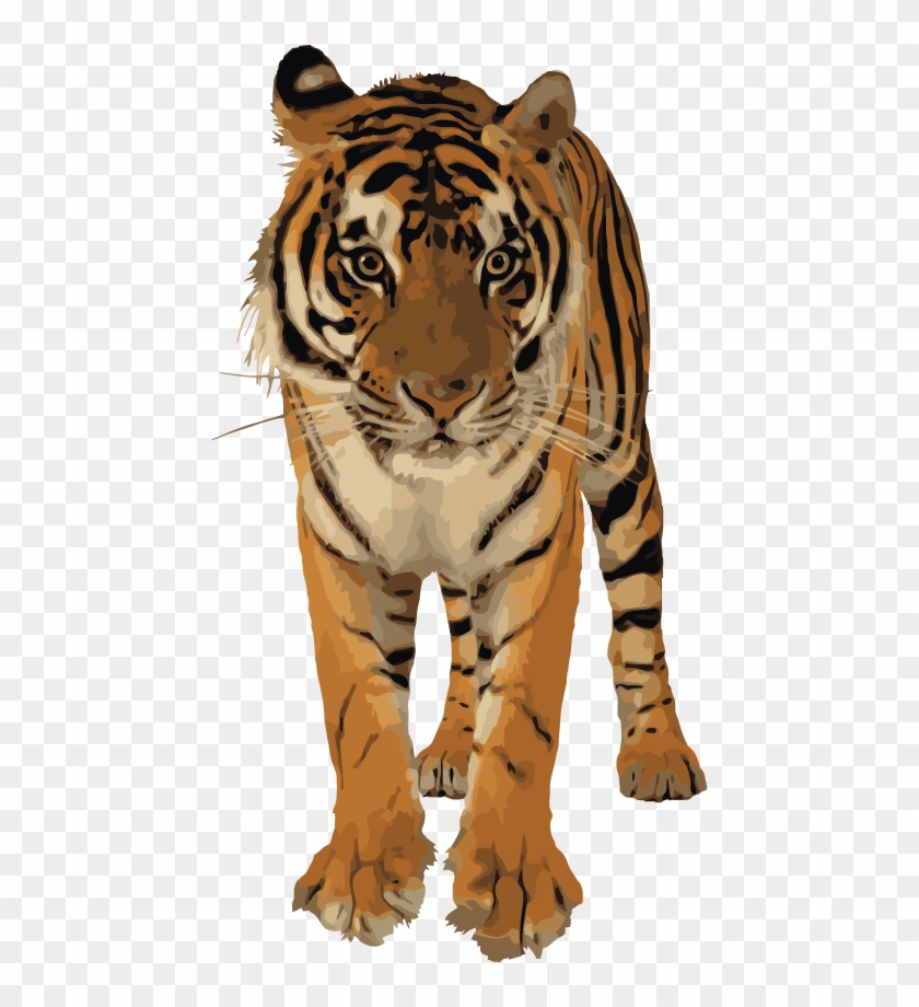 Clipart Best Png Tiger - Transparent Royal Bengal Tiger, Png Download -  595x842(#577747) - PngFind