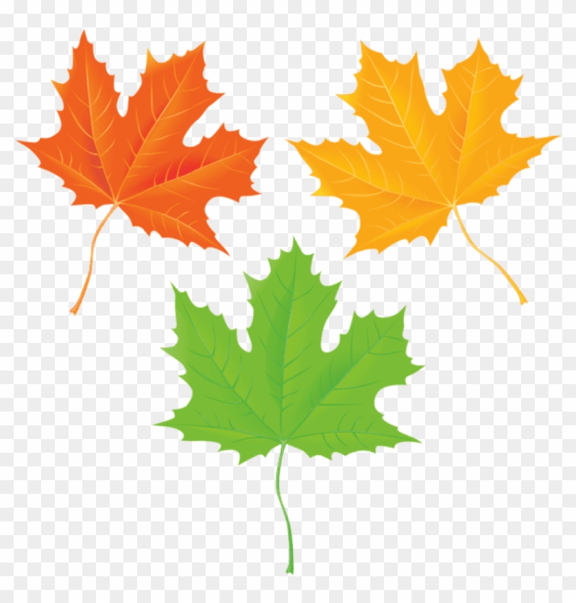 Autumn Maple Leaves clipart. Free download transparent .PNG