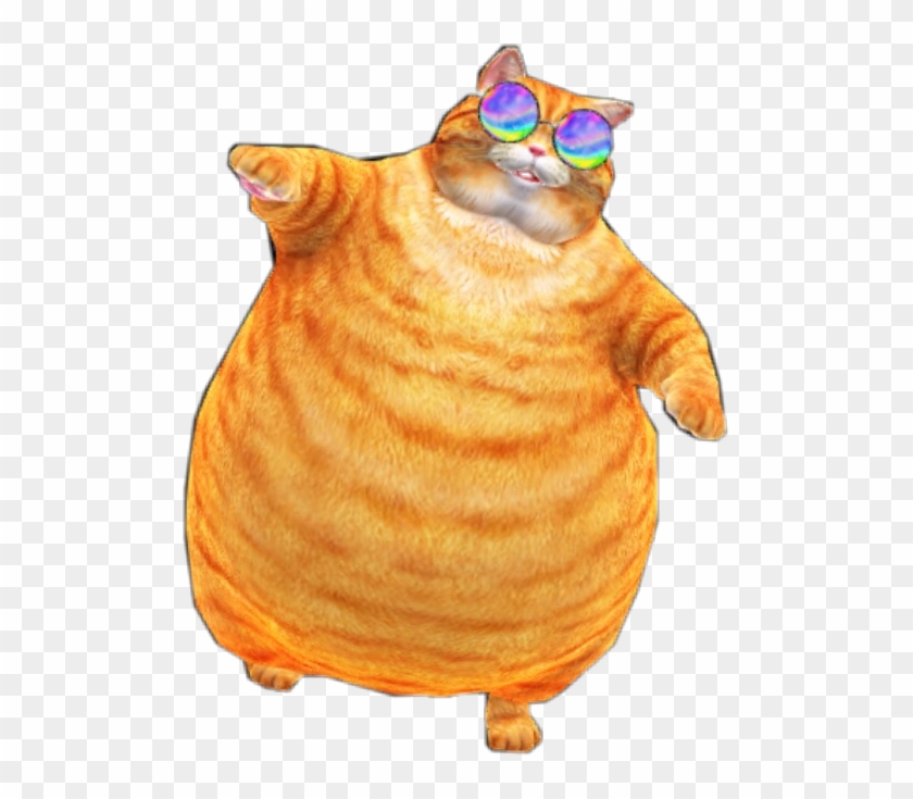 fat orange tabby cat