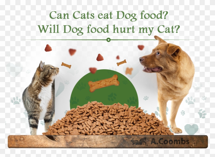 cat diet can cats eat dog food