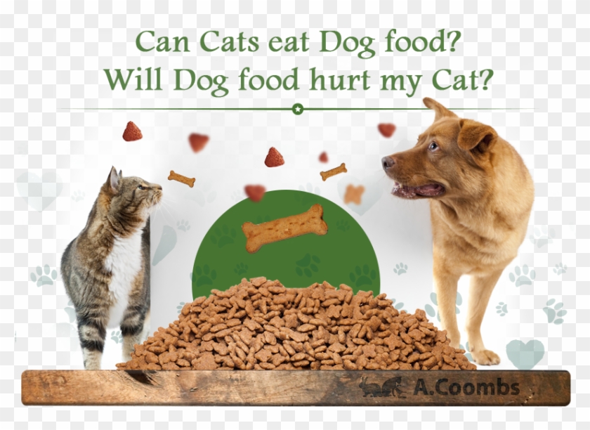 Can Cats Eat Dog Food Will Dog Food Hurt My Cat Dog Cat Background 