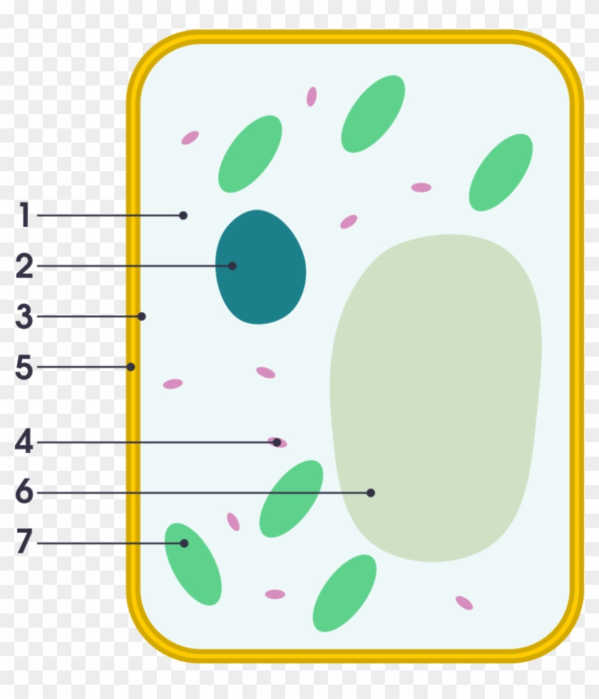 Simple Diagram Of Plant Cell - Simple Plant Cell Labeled, HD Png Download -  966x1024(#5764505) - PngFind
