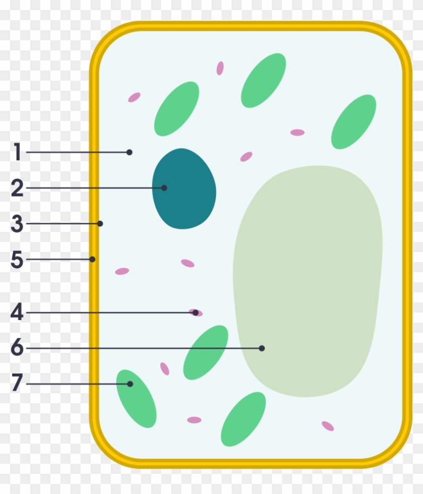 Plant Cell Diagram Unlabeled Cells worksheet from EdPlace As an