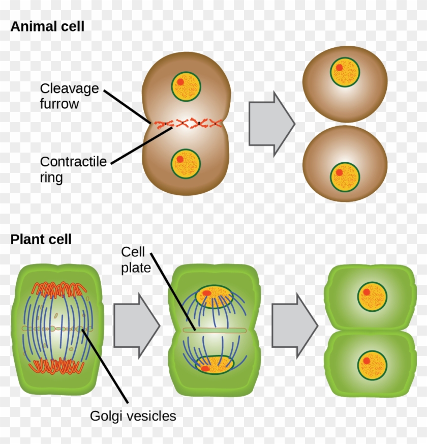 Cytokinesis Drawing Animal Cell Diagram - Telophase And Cytokinesis In Animal  Cells, HD Png Download - 1085x1082(#5765078) - PngFind