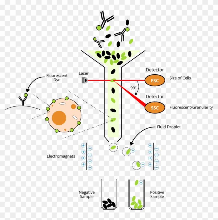 Plant Cell Flow Chart And Animal Cytometry Fundamental - Facs, HD Png  Download - 954x921(#5765281) - PngFind