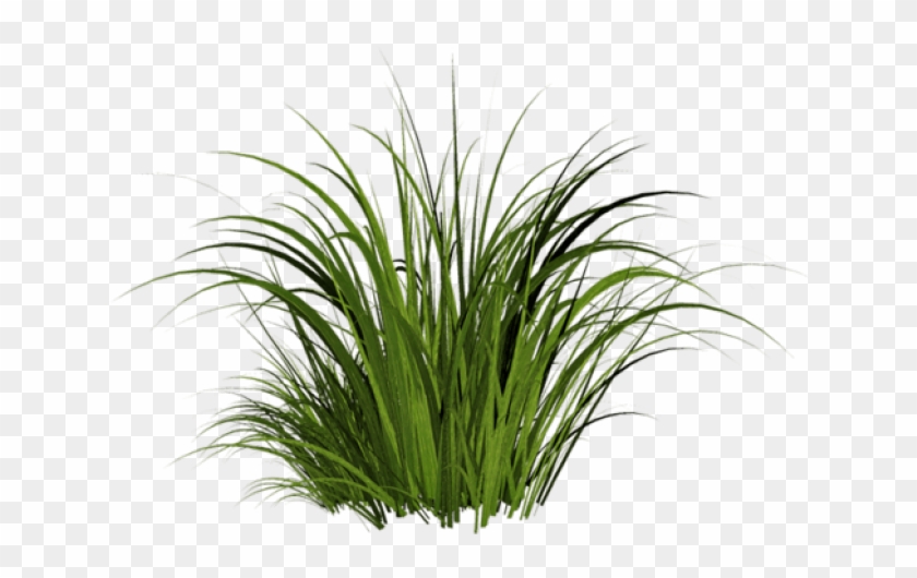 Transparent Background Cartoon Grass Png, Png Download - 640x480(#5767724)  - PngFind