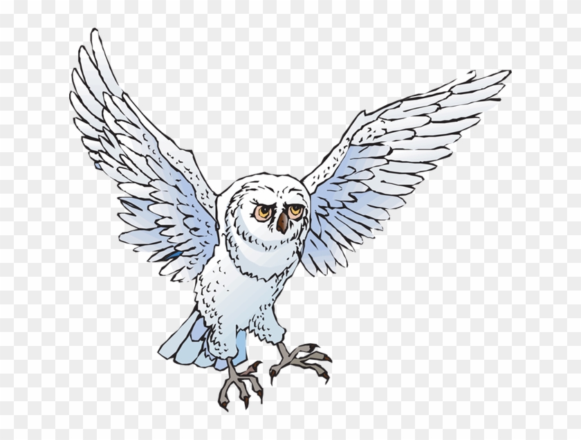 Owl Clip Art Snow Owl - Snowy Owl Clipart Png, Transparent Png -  640x556(#5771640) - PngFind