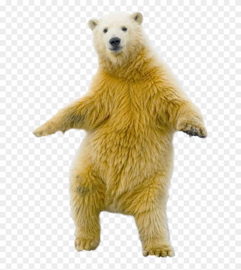 Download Polar Bear Png Transparent Images Transparent - Funny Polar Bear  Transparent, Png Download - 617x863(#589488) - PngFind