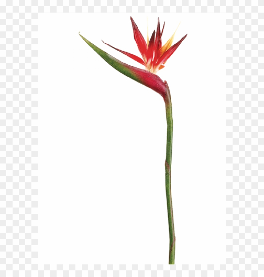 37 Bird Of Paradise Spray Red Orange - Ave Del Paraiso Flor Roja, HD Png  Download - 800x800(#5802467) - PngFind