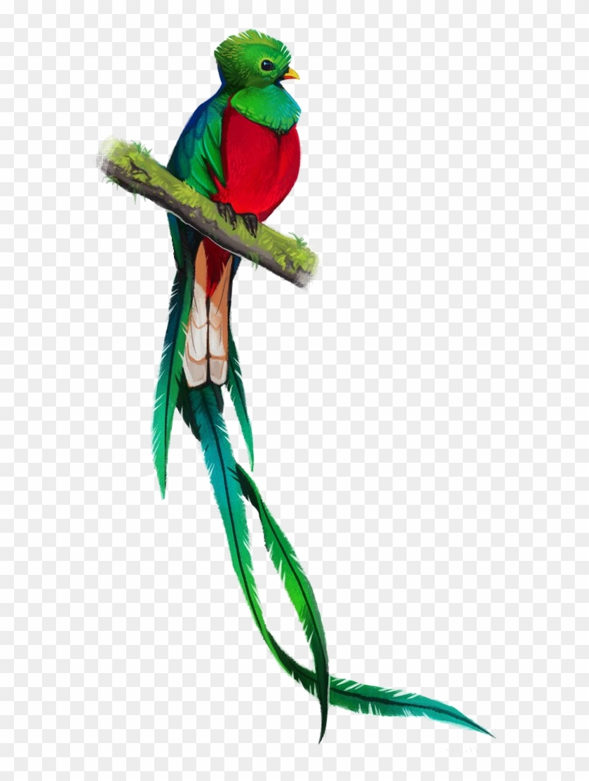 Quetzal Png - Simbolos Patrios De Guatemala Quetzal, Transparent Png