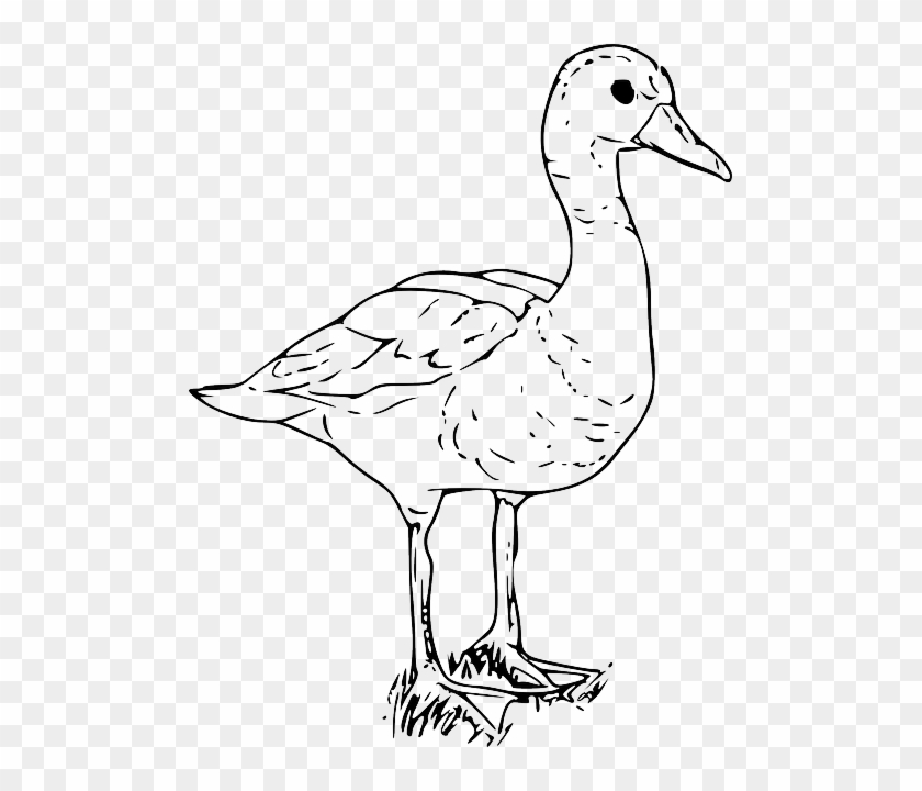 Farm Animals Black And White Clipart, HD Png Download - 495x640(#5833151) - PngFind Farm Animals Black And White Clipart, HD Png Download - 495x640(#5833151) - PngFind