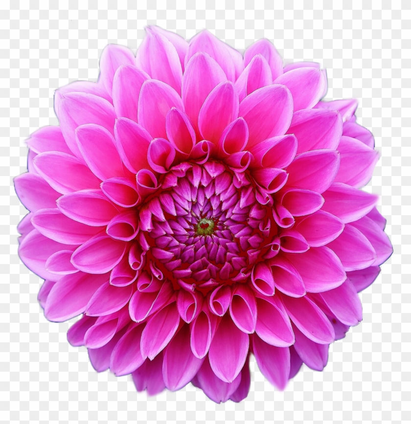 Clip Art Image Of A Pink Dahlia Flower In Full Bloom De Dalias, HD