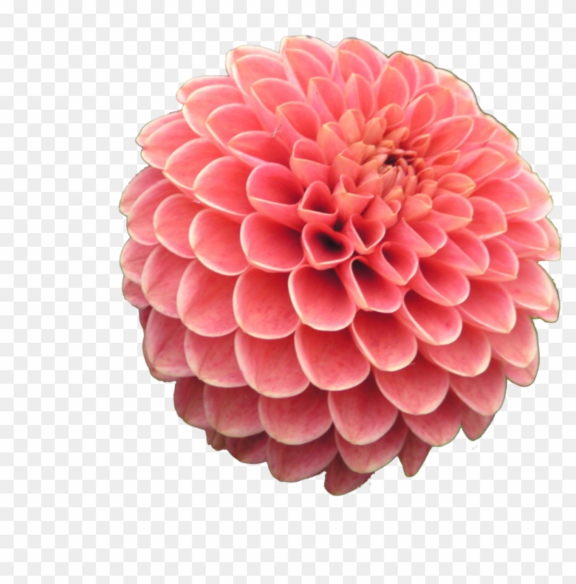 Transparent Flower Dahlia - Imágenes De Flores Dalias, HD Png Download - 1280x960(#5840335) - PngFind Transparent Flower Dahlia - Imágenes De Flores Dalias, HD Png Download - 1280x960(#5840335) - PngFind