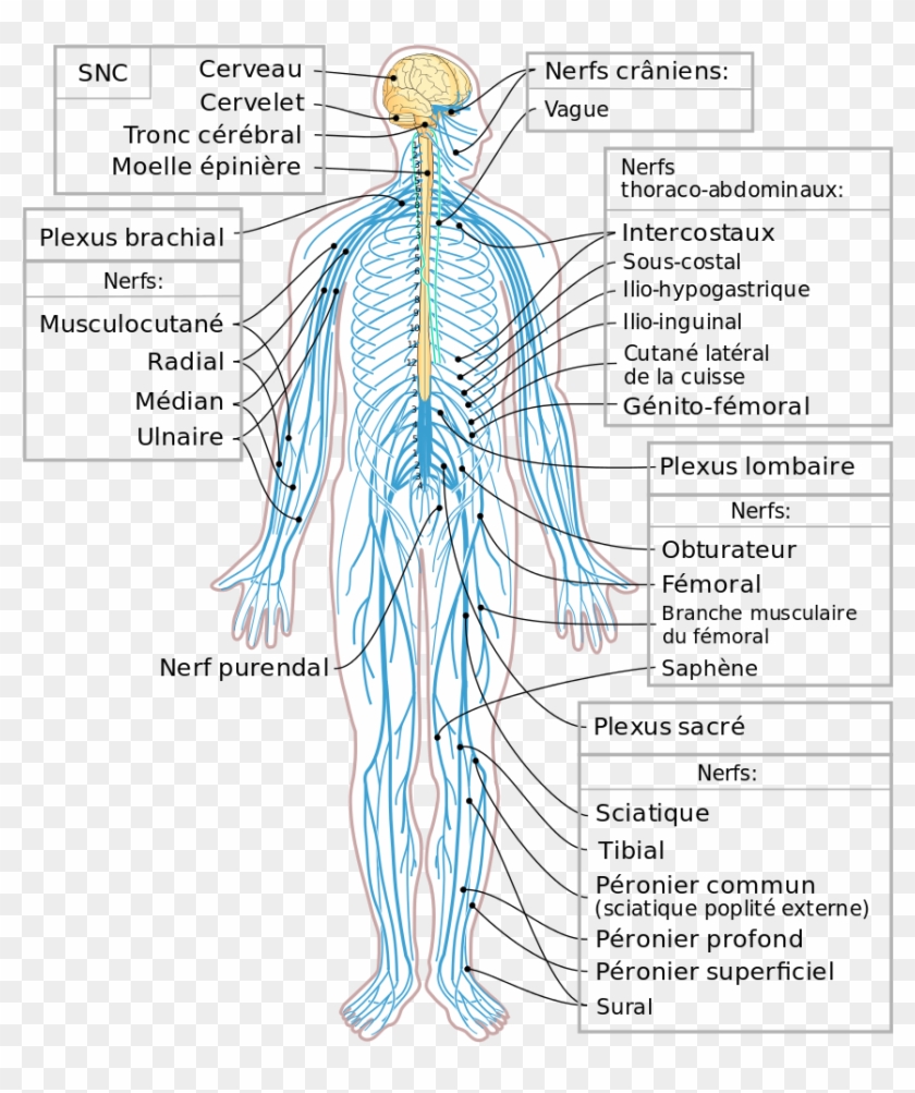 Nervous System Diagram Fr Anatomia Del Sistema Nervioso Periferico Hd Png Download 888x1024 5875743 Pngfind
