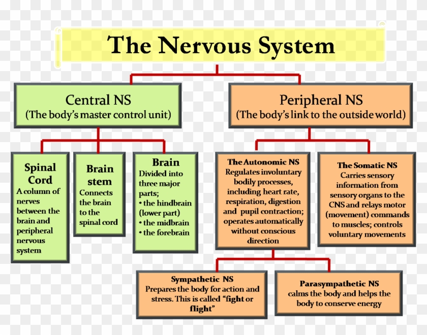 Nervous System Chart