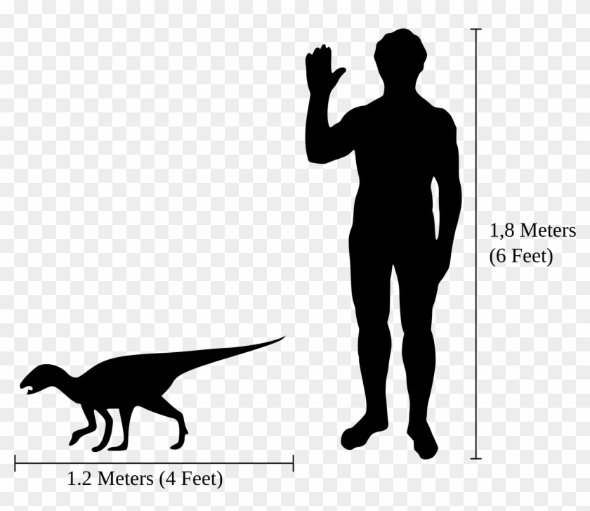 Emperor Penguin Vs Human , Png Download - Chindesaurus Size