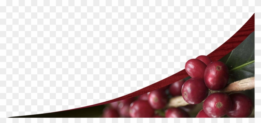 Cafe En Grano Botanica Granel