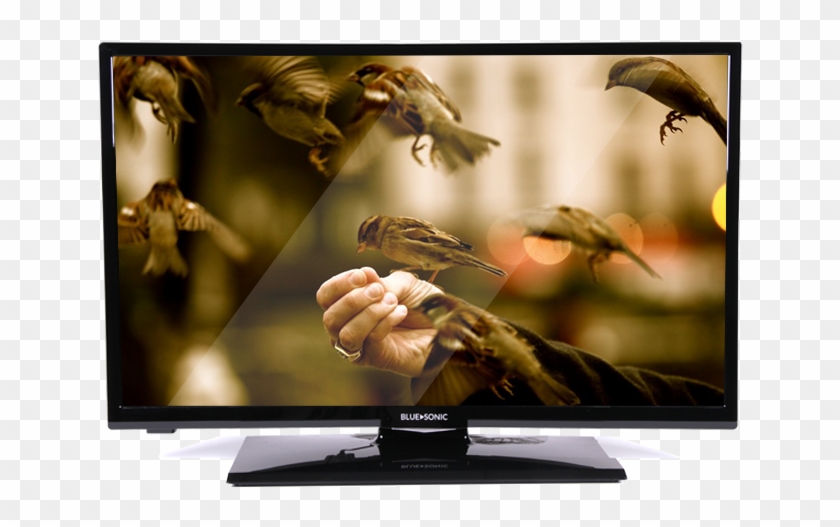 28 High Definition Led Tv - 8k Wallpaper Nature Birds, HD Png Download -  718x559(#5892276) - PngFind
