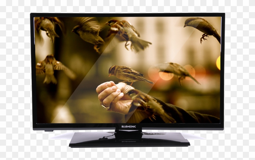 28 High Definition Led Tv - 8k Wallpaper Nature Birds, HD Png Download - 718x559(#5892276) - PngFind 28 High Definition Led Tv - 8k Wallpaper Nature Birds, HD Png Download - 718x559(#5892276) - PngFind