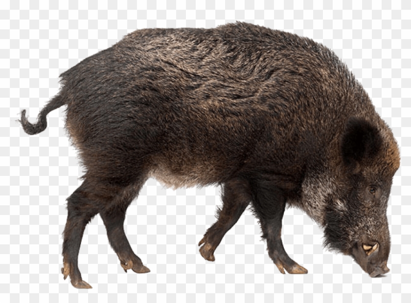 Free Png Boar Png Images Transparent - Wild Boar Transparent Background ...