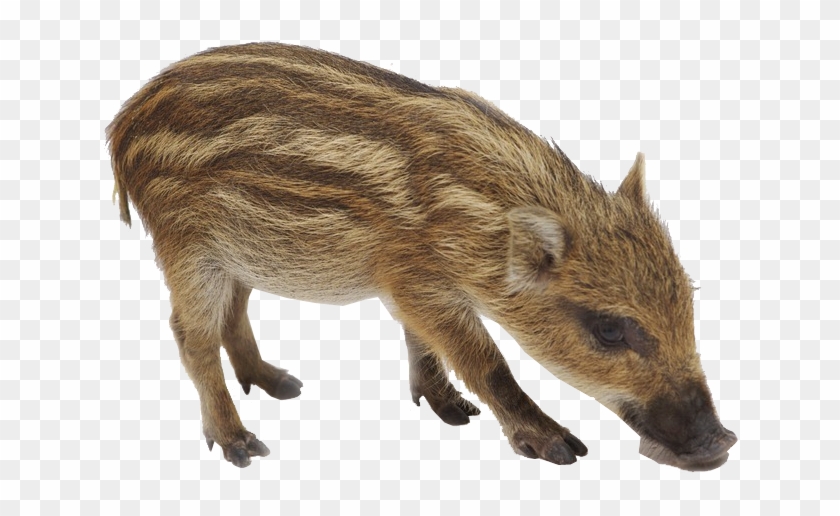 Boar Png Background Image - Wild Boar, Transparent Png - 800x563 ...