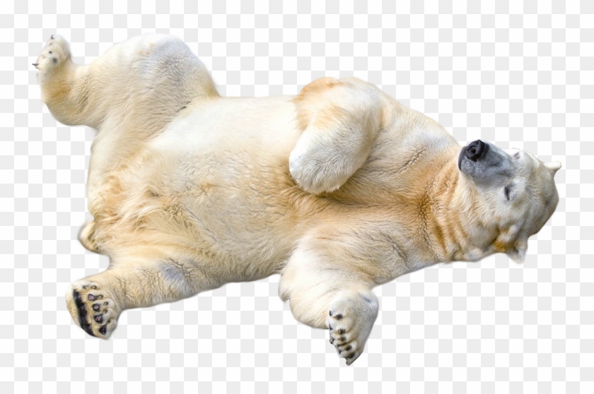 Polar Bear Alpha, HD Png Download(910x480) - PngFind