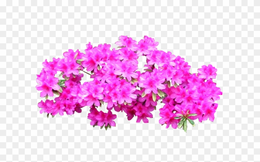 Plant Shrub Tree Bright Transprent Png Free - Pink Azaleas Png ...