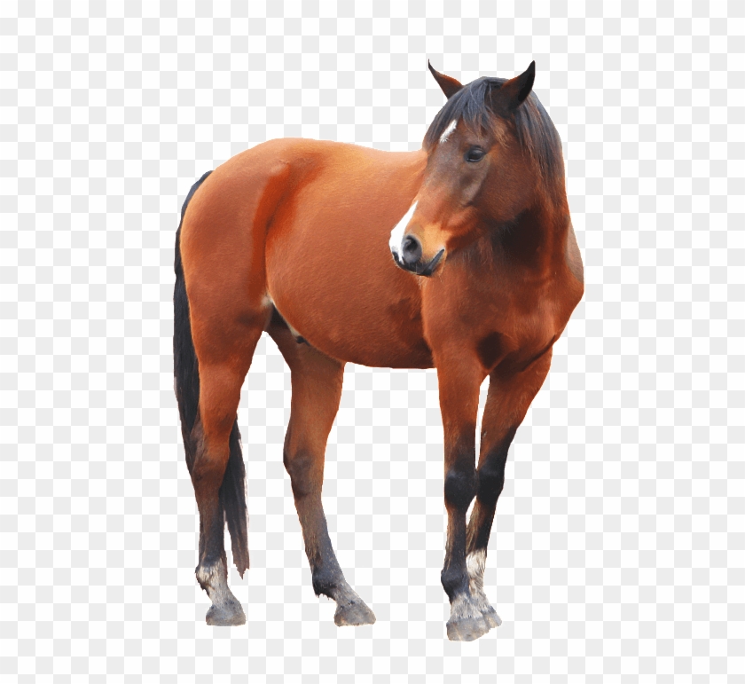 Download 44 Background Hd Horse HD Terbaru