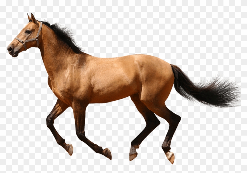 images Transparent Background Free Horse Clipart transparent background horse clipart