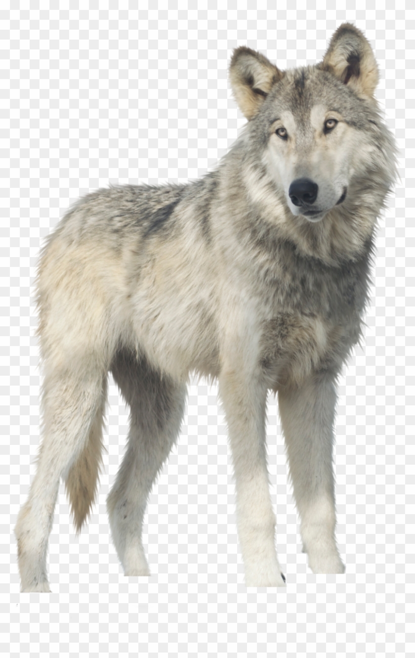 Wolf Png, Transparent Png - 1024x1305(#595811) - PngFind