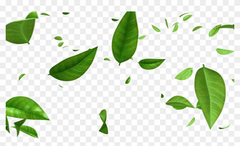 Green Leaf Png - Green Leaves Falling Background, Transparent Png -  852x480(#5903709) - PngFind