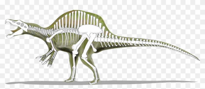 skeleton spinosaurus