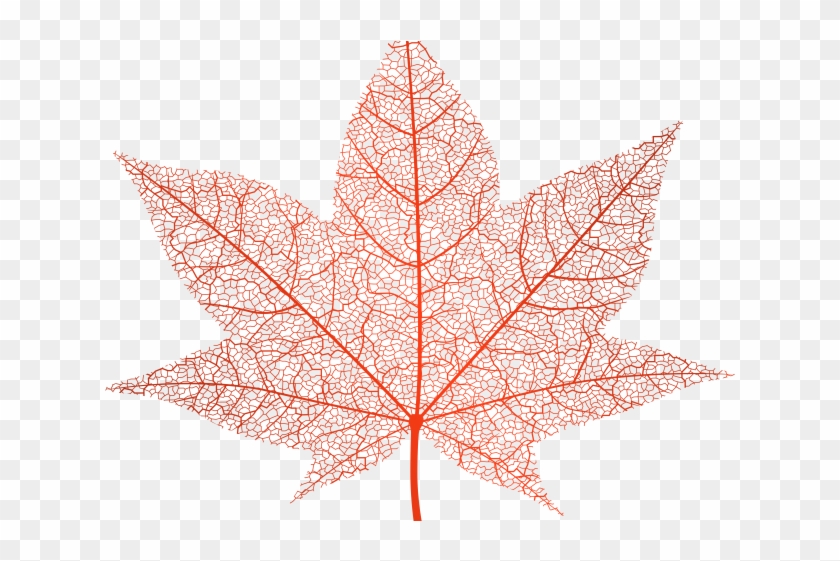 Autumn Leaves Clipart Clear Background Maple Leaf Hd Png Download 640x480 Pngfind