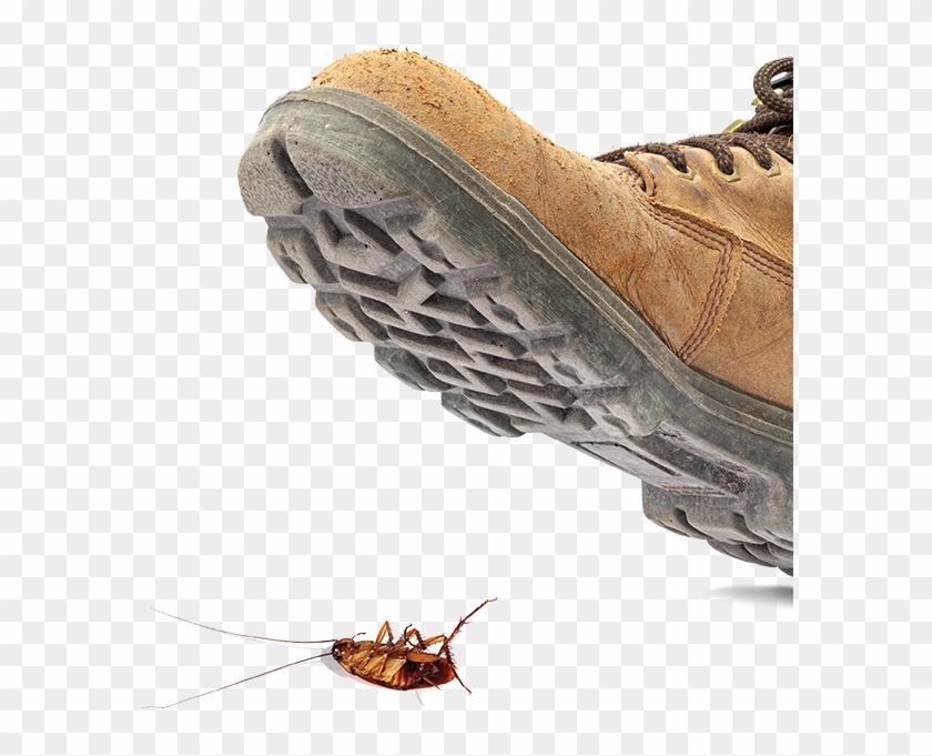 Stepping On Roach, HD Png Download - 624x624(#5972973) - PngFind