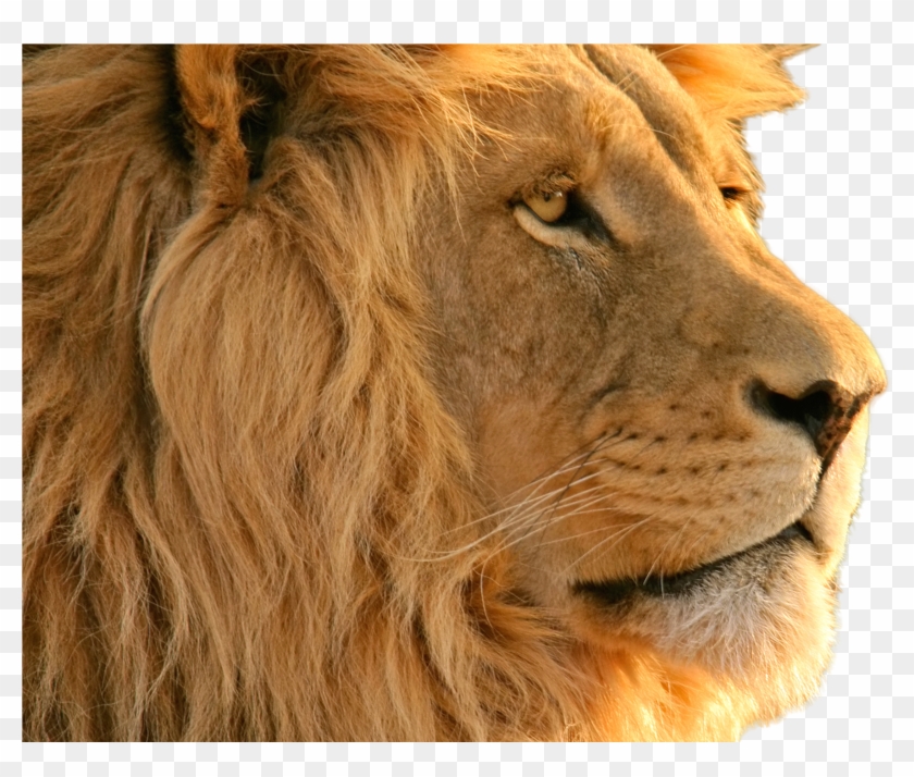 Lion Png Image - Lion Wallpaper Hd, Transparent Png - 2880x1800(#5992492) - PngFind Lion Png Image - Lion Wallpaper Hd, Transparent Png - 2880x1800(#5992492) - PngFind