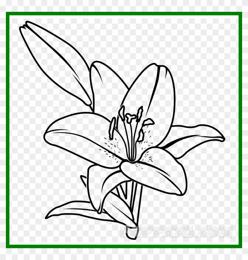 Appealing Collection Of - Lily Drawing Png, Transparent Png - 1030x1030 ...