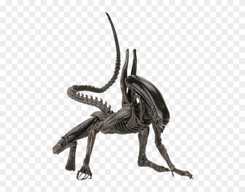 Alien Xenomorph Evolution Chart