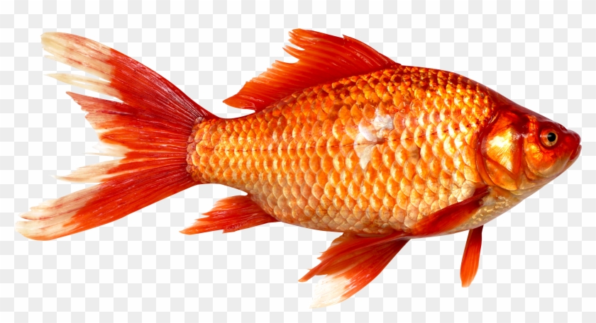 Pluspng - Fish Png - Png Images Of Fish, Transparent Png -  3456x1744(#602364) - PngFind