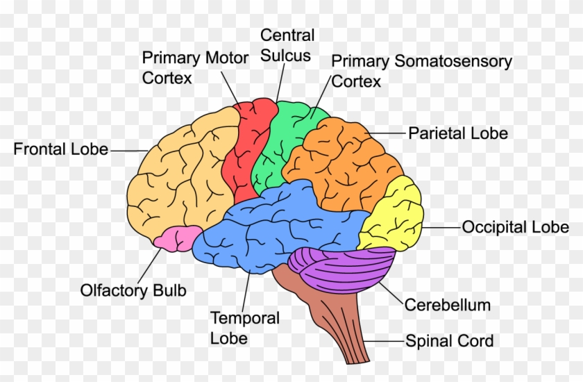 What Is Executive Function Brain Executive Function Hd Png Download What Is Executive Function Brain Executive Function Hd Png Download