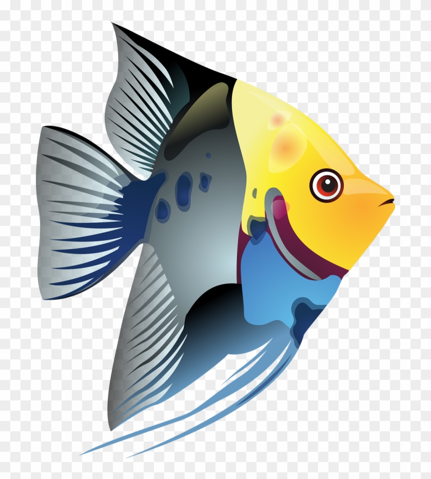 Download Blue Angel Fish Png Tropical Fish Clipart Transparent Png 700x853 603226 Pngfind