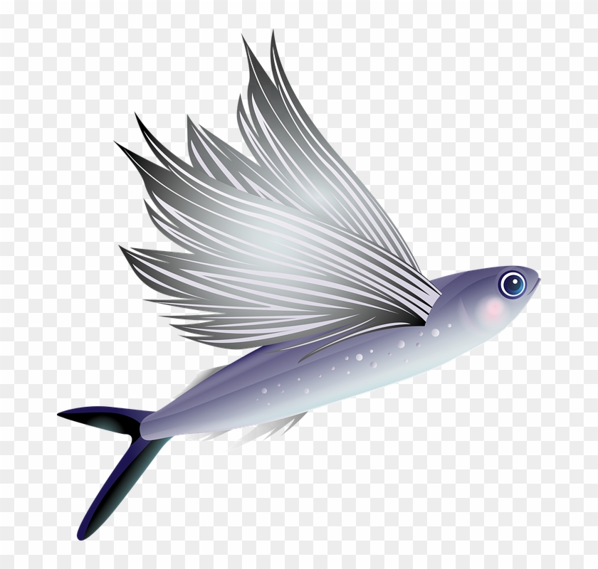Fly Fish Png, Transparent Png - 680x720(#603369) - PngFind