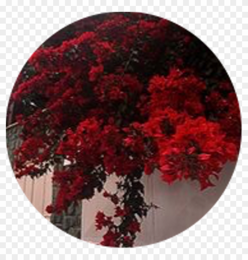 pic Red Aesthetic Stickers Transparent Background icon sticker red aesthetic circle