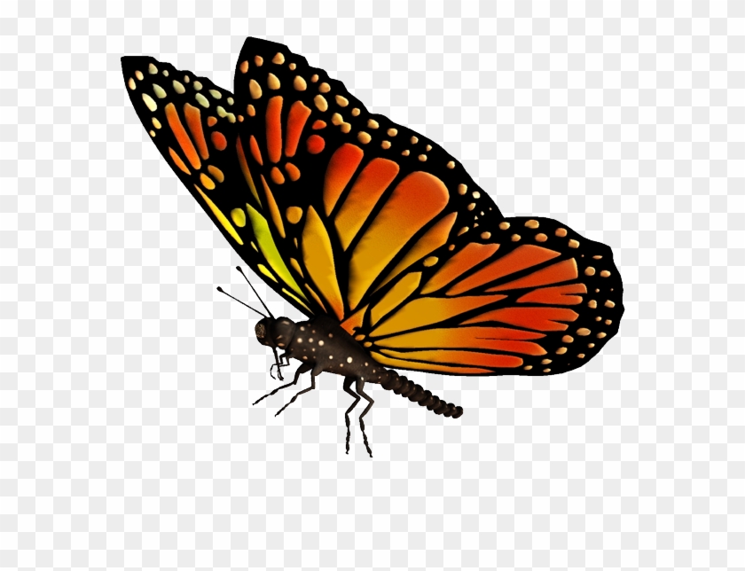 Featured image of post Butterfly Png Black Background / To created add 41 pieces, transparent butterfly images of your project files with the background cleaned.