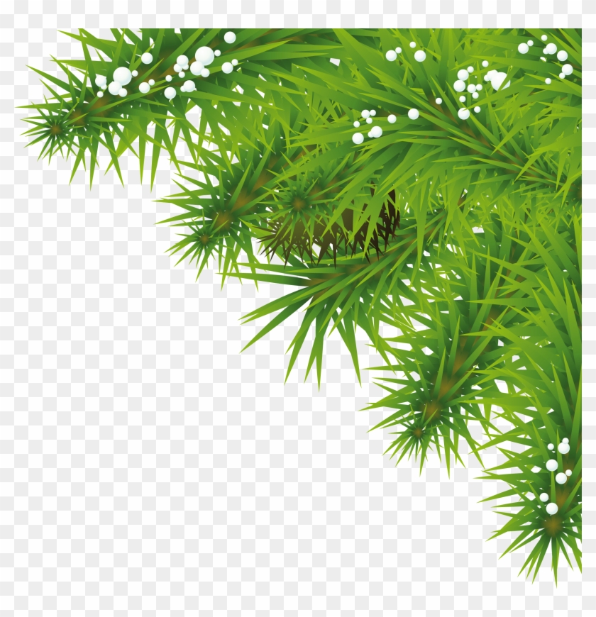 Fir Tree Christmas Tree Leaf Png, Transparent Png 2441x2412(607347