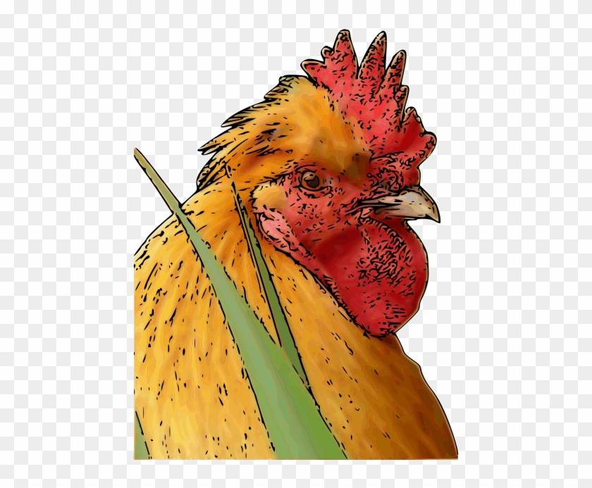  gambar  gambar  bagus Gambar  Animasi Ayam  Jago 